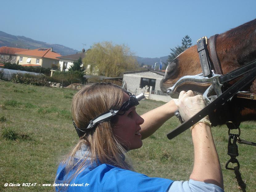 Dentiste pour chevaux, un métier en plein développement - Radio Scoop